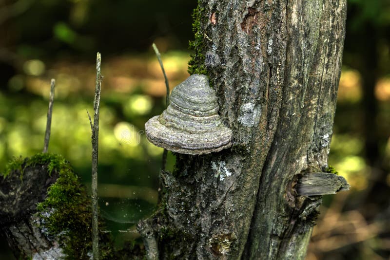 Mushroom tinder fungus. Summer wood. royalty free stock images