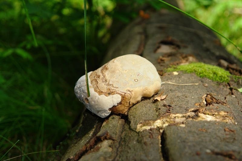Mushroom tinder fungus stock image