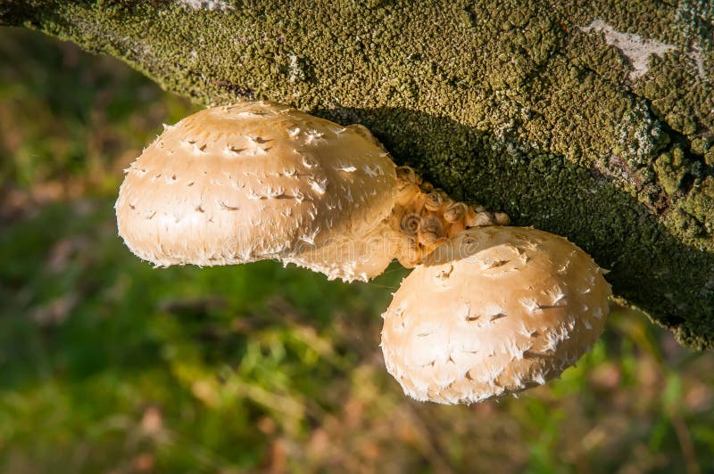 Mushroom on Tree Trunk stock photo