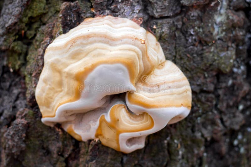 A mushroom of unusual shape and appearance on a tree trunk_ royalty free stock images