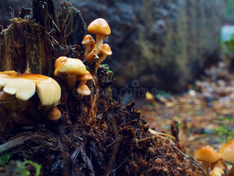 Mushrooms in the autumn forest. a lot of mushrooms on rotten tree stump royalty free stock photos