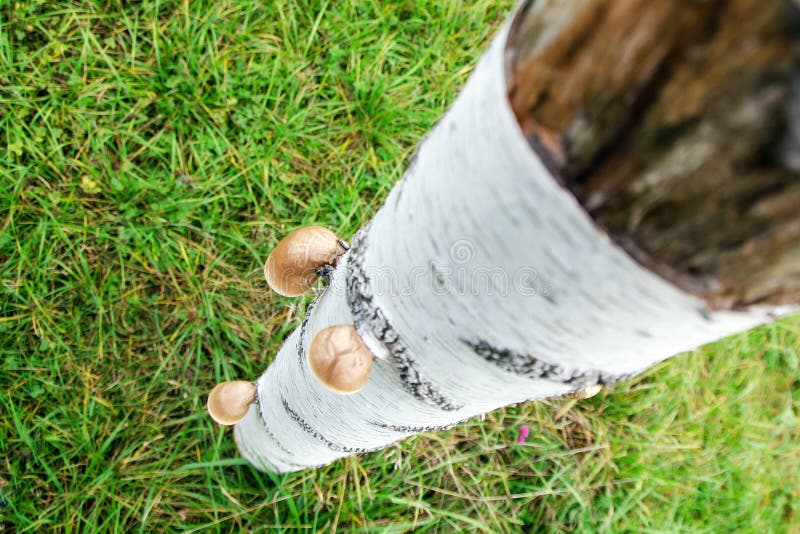 Mushrooms growing on a birch stock image