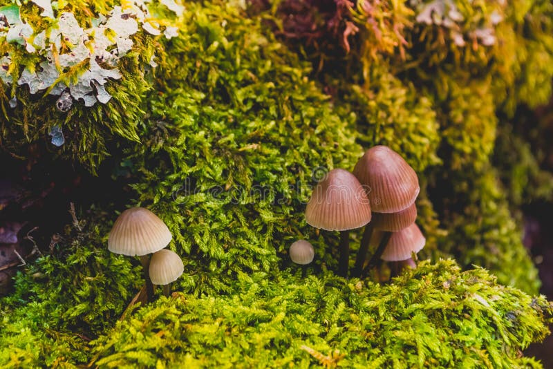 Mushrooms 3 stock photos