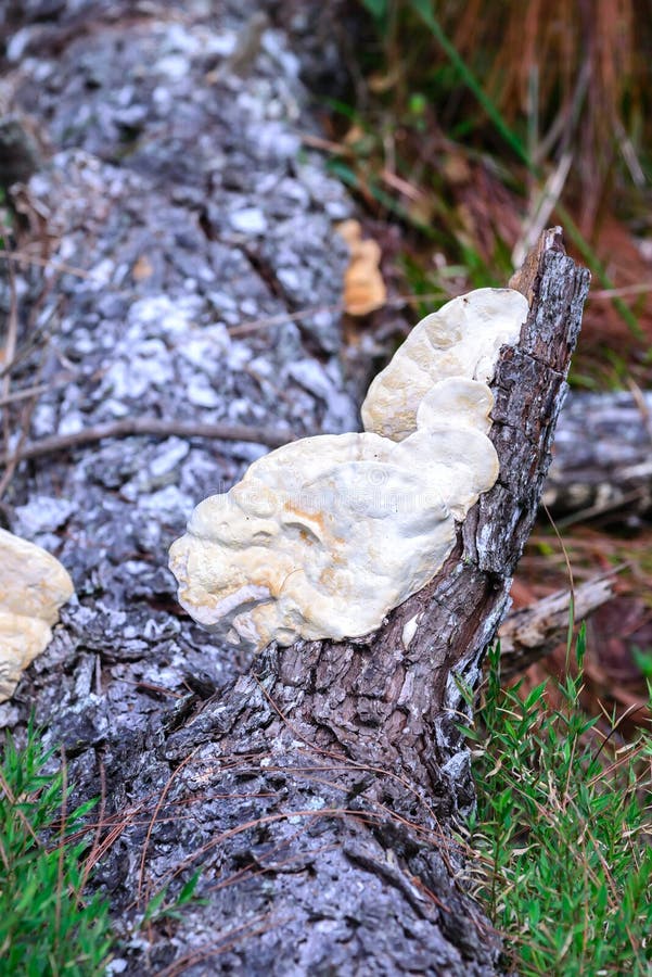 Mushrooms growing on old pine tree stump in forest royalty free stock images