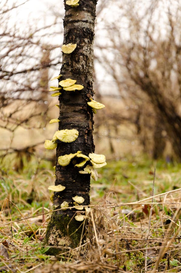 Mushrooms growing on a tree body stock photography