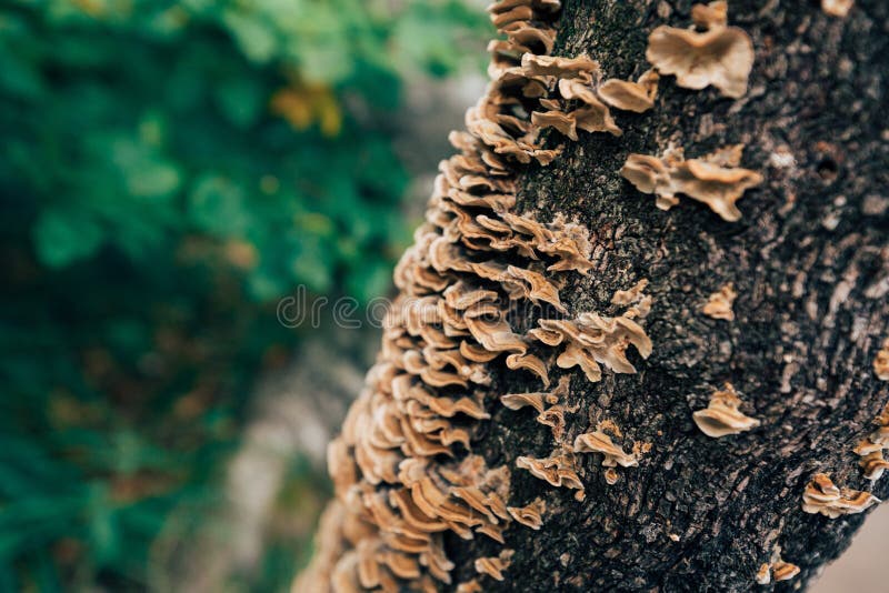 Mushrooms growing on tree stump.  royalty free stock images
