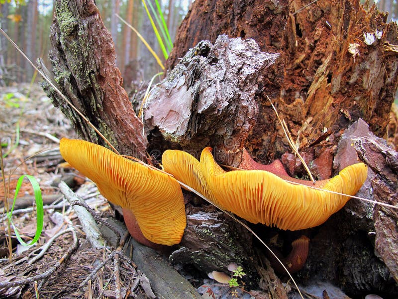 Mushrooms growing on tree stumps. Pine forest. Beautiful orange plate fungus that grows on pine stump in a pine forest royalty free stock photography