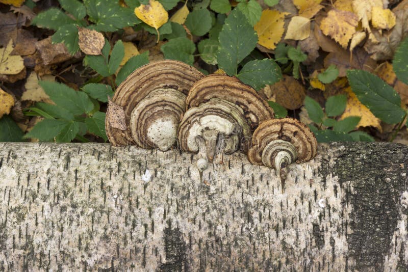 Mushrooms growing on the trunk of a birch autumn background stock photography