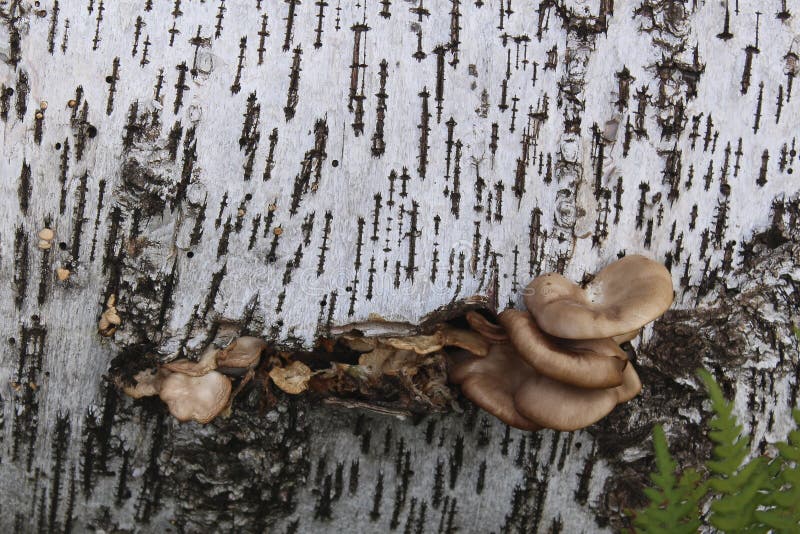 Mushrooms parasites grow on a rotten tree trunk royalty free stock image
