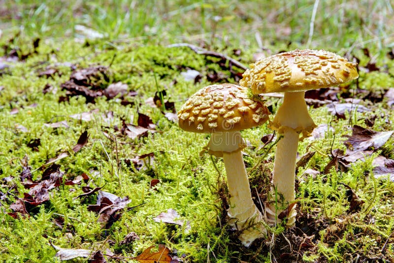 Mushrooms in the wood stock photography