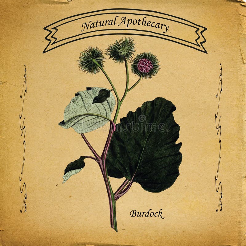 Natural Apothecary Burdock. Medicinal herbs were originally available in an apothecary. Today we use them in our own home apothecary or purchase them from a stock illustration