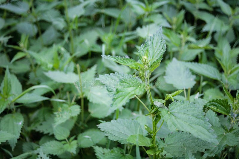 nettle growing in the field, nettle royalty free stock images