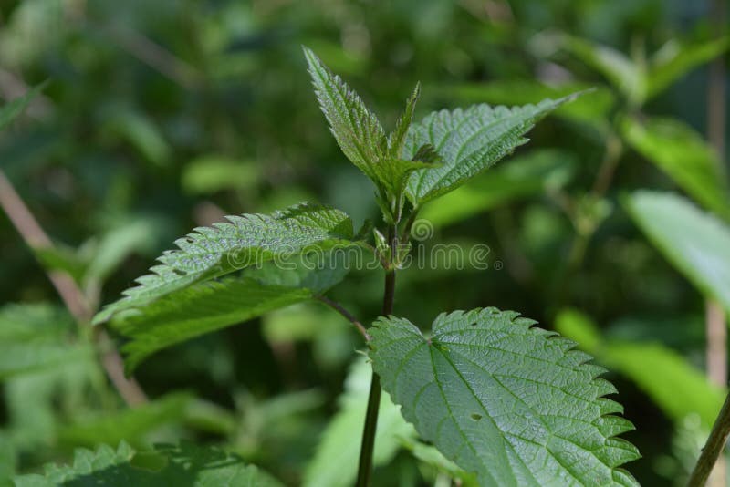 Wild nettle growing in the forest royalty free stock photos
