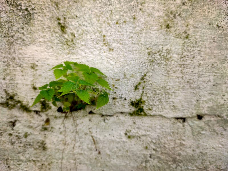 Nettle Plant Growing Out Of A Wall Background royalty free stock images