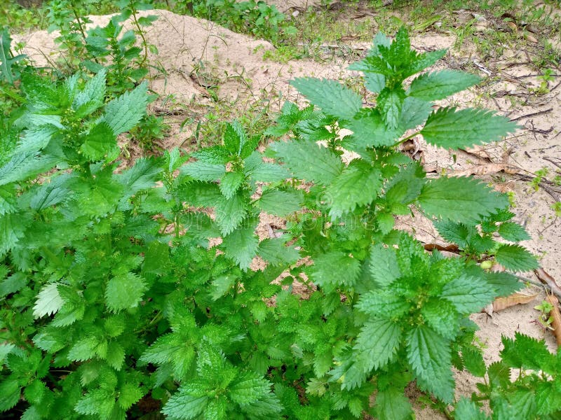 Nettle weeds growing in a farm stock photography
