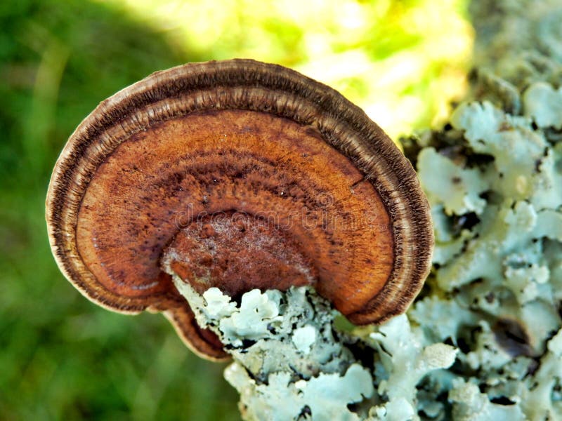 Oak Mazegill Fungus stock images