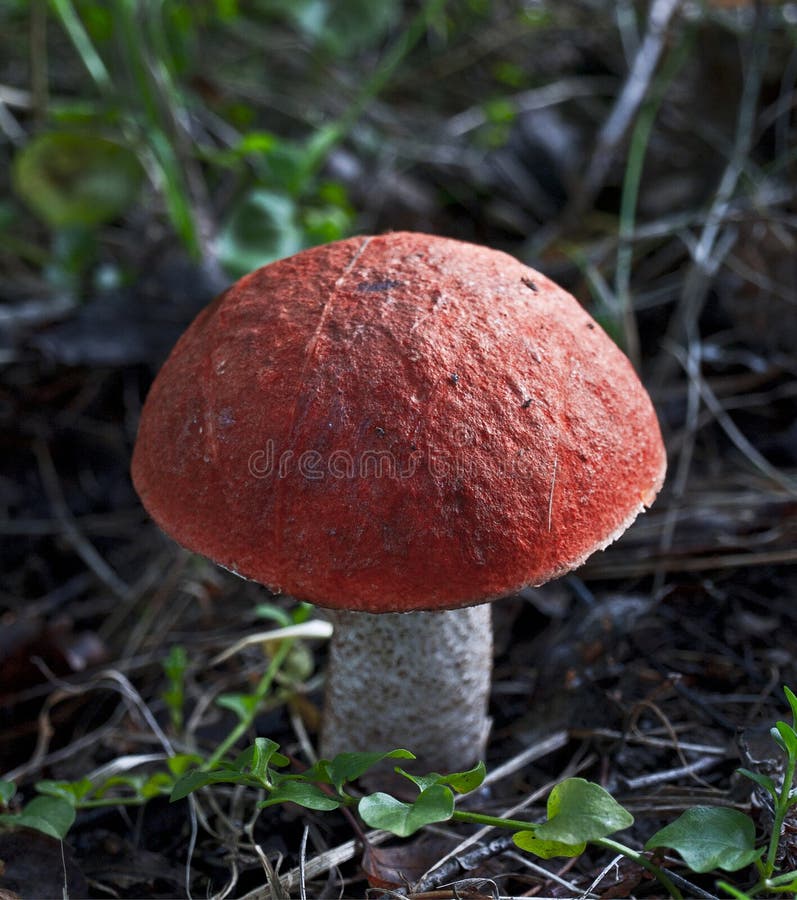 Orange cap boletus (aspen mushroom). Orange-cap mushroom (Leccidium aurantiacum; Boletus versipellis royalty free stock image