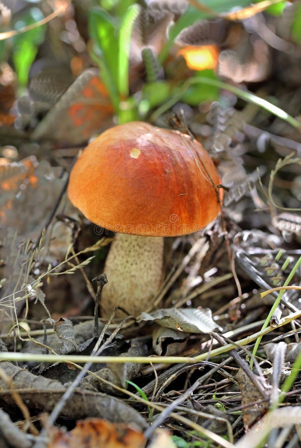 Orange-cap boletus mushroom. Beautiful orange cap boletus mushroom photographed closeup stock photo