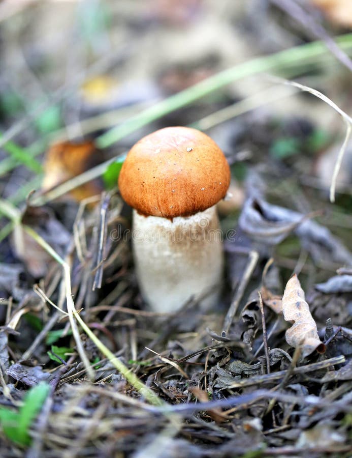 Orange-cap boletus mushroom. Beautiful orange cap boletus mushroom photographed closeup stock photo