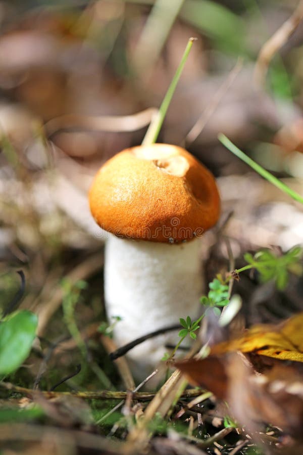 Orange-cap boletus mushroom. Beautiful orange cap boletus mushroom photographed closeup stock photography