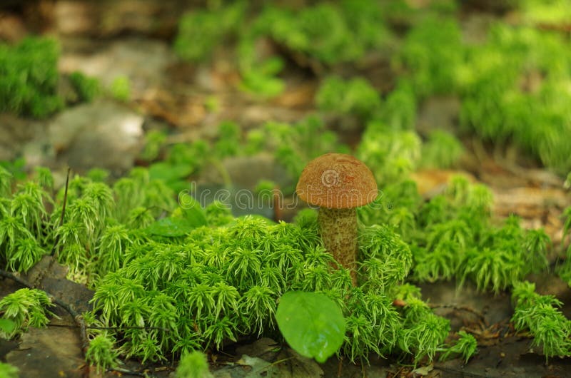 Orange-cap boletus mushroom in the forest. Close up royalty free stock photography