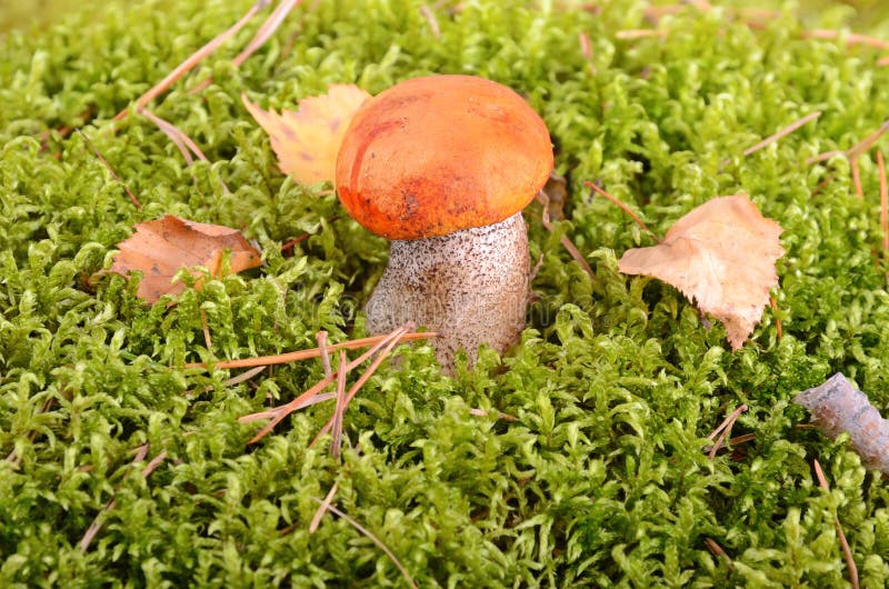 Orange-cap mushroom. Close up in moss background in the forest stock photo