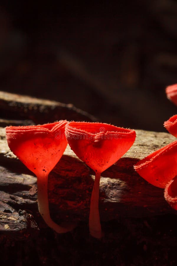 Orange or Champagne mushroom. In rain forest stock photos