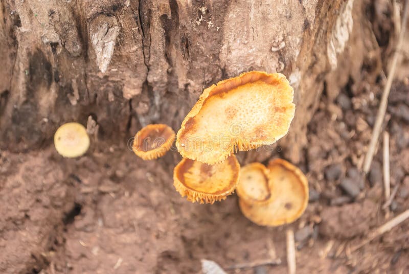 Orange color poison mushroom. In rainforest royalty free stock photos