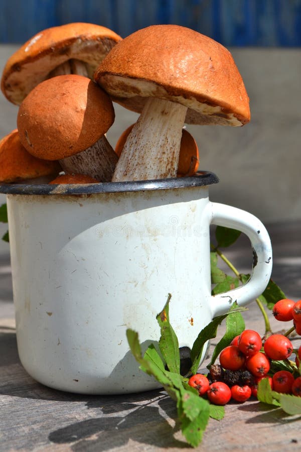 Orange cup leccinum edible mushroom, orange boletus in metal cup in sunny autumn day, vertical image. Orange cup leccinum edible mushroom, orange boletus in royalty free stock photo