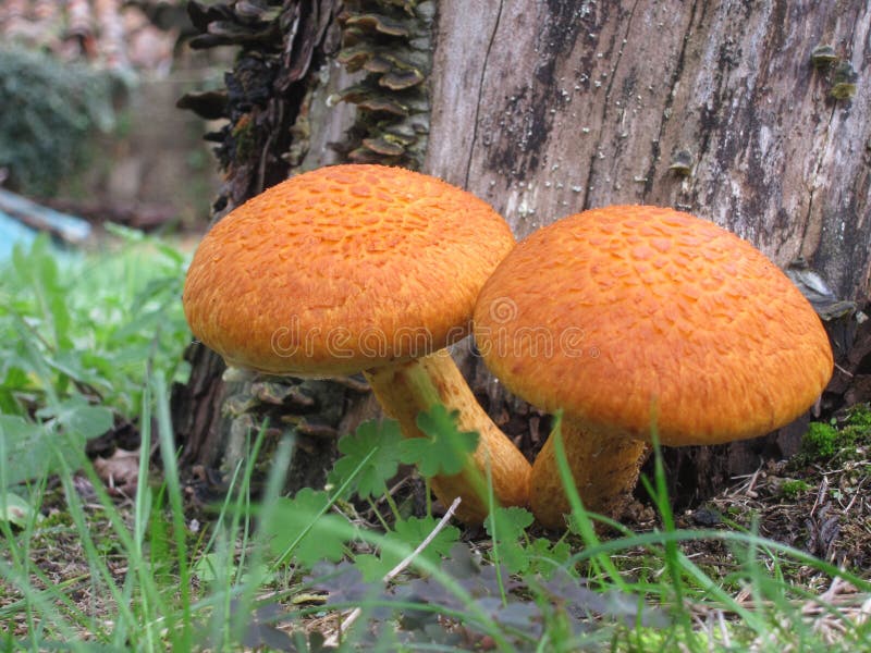 Orange mushroom in France royalty free stock image