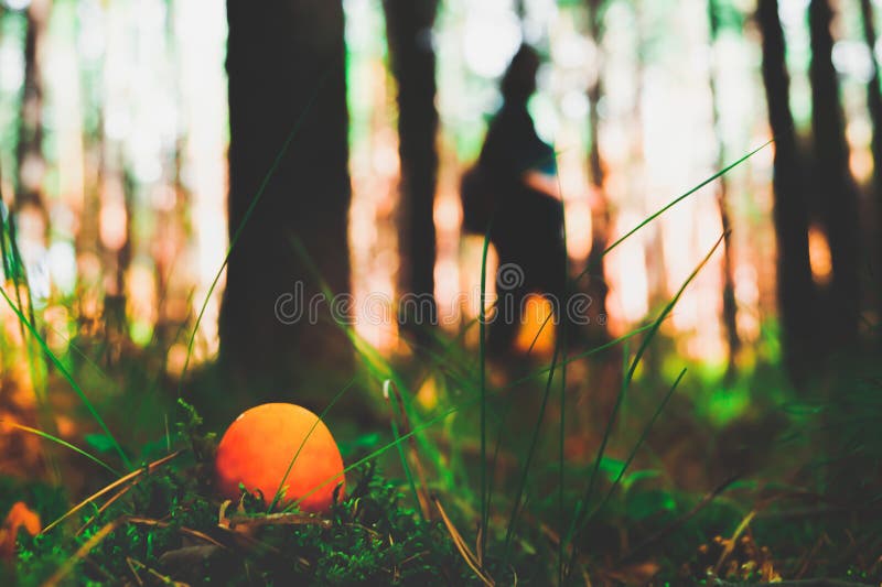 An orange mushroom amanita grows in the grass. In the foreground, and in the background a man searches for mushrooms in the morning forest among the pines. Warm stock photo