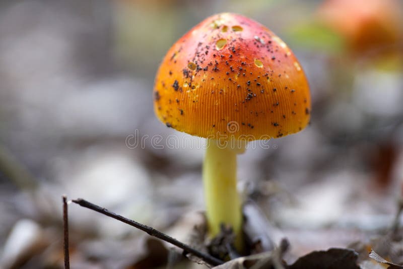 Orange Mushroom. Beautiful orange mushroom on the forrest floor royalty free stock image