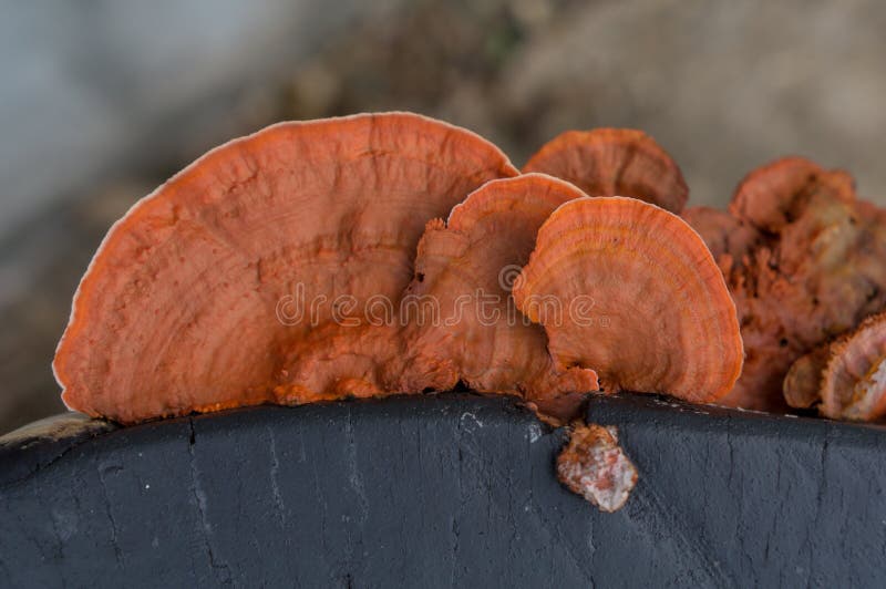 Orange mushroom on the black tree. After rain stock photo