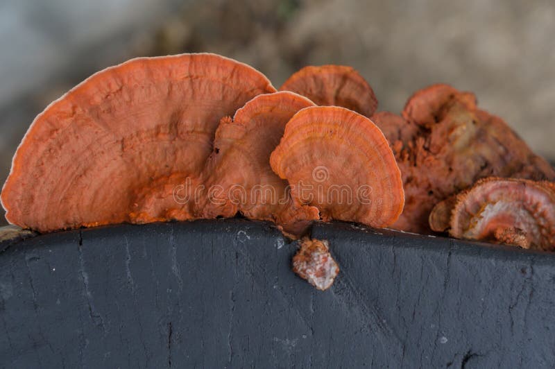 Orange mushroom on the black tree. After rain stock photography