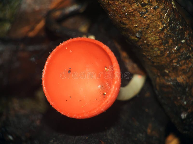 Orange mushroom. Or Champagne mushroom in rain forest, Thailand stock images