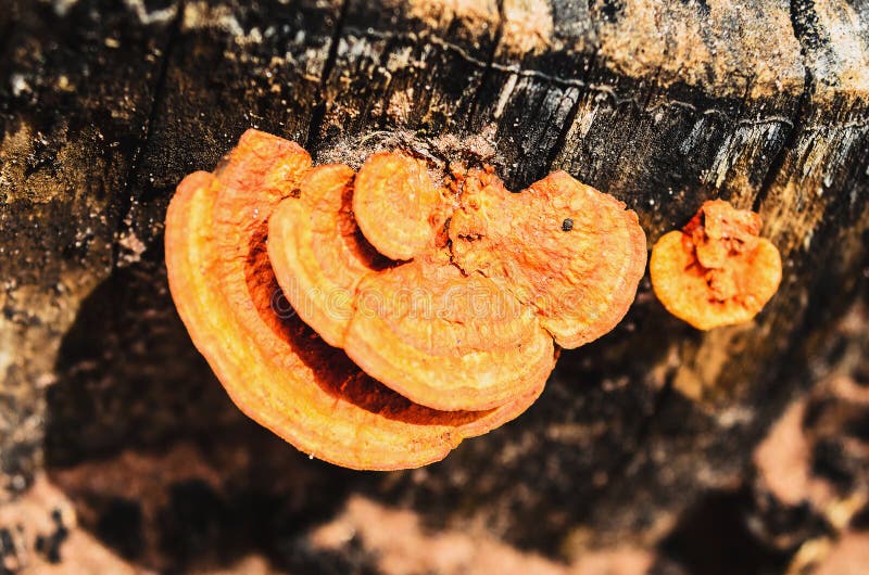 Orange mushroom on a cut dead tree stump stock image