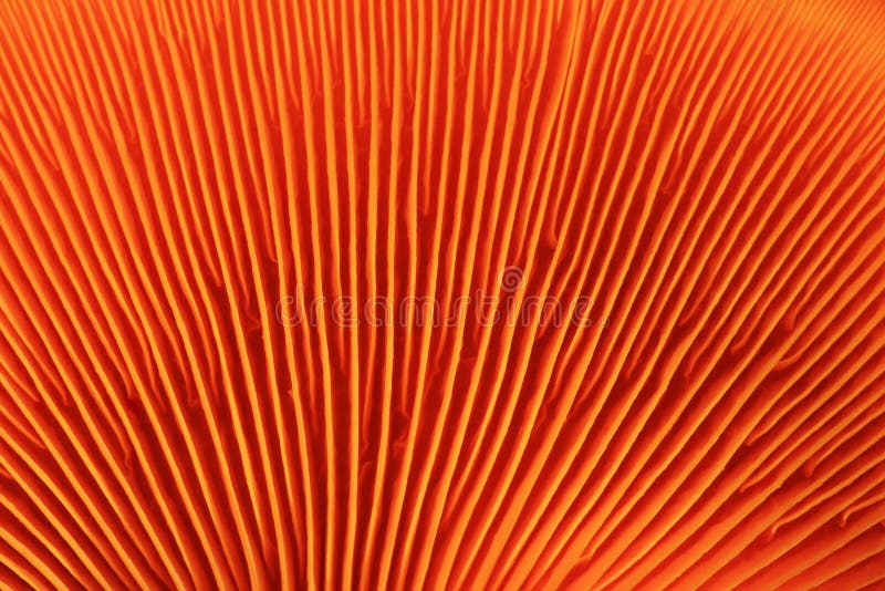 Orange mushroom gills royalty free stock photos