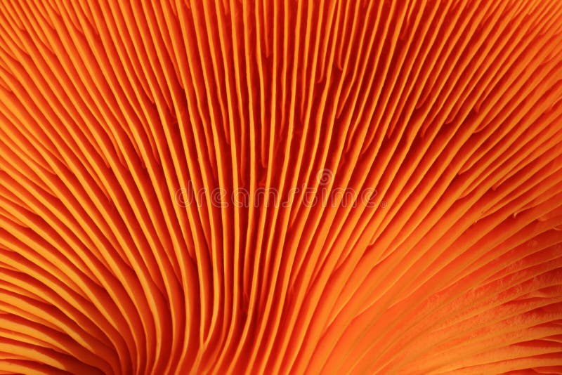 Orange mushroom gills. Macro image of orange jack o lantern mushroom gills stock photos