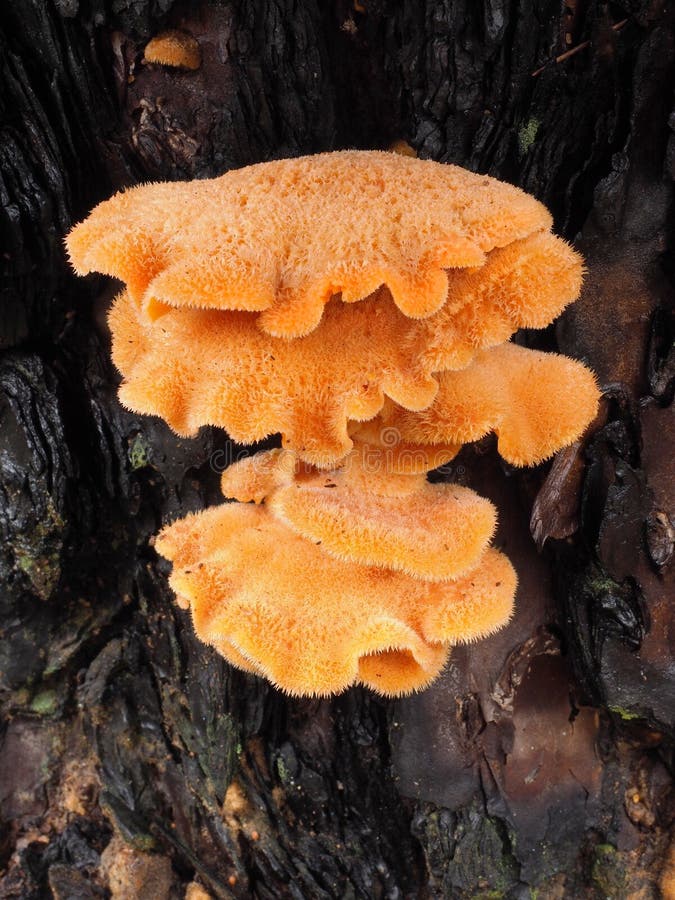 Orange Mushroom Growing on Burned Tree stock image