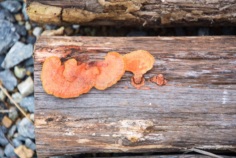 Orange Mushroom growing on a dry log. Orange Mushroom growing on dry log royalty free stock photo