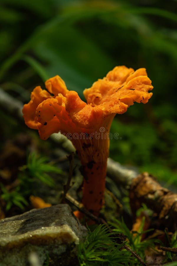Orange Mushroom Grows on Forest Floor. In the Smokies stock image