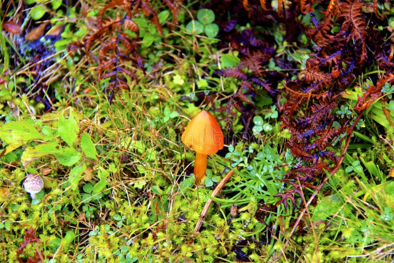 Orange mushroom royalty free stock photography