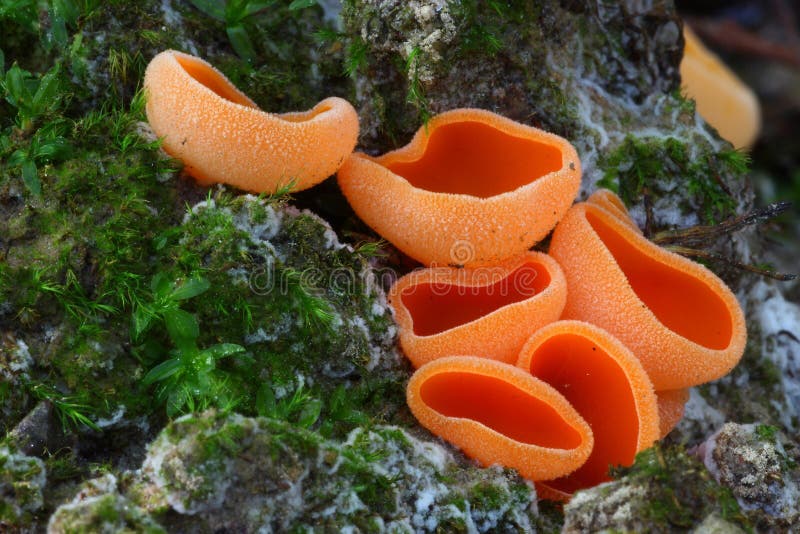 Orange mushroom in the moss royalty free stock images