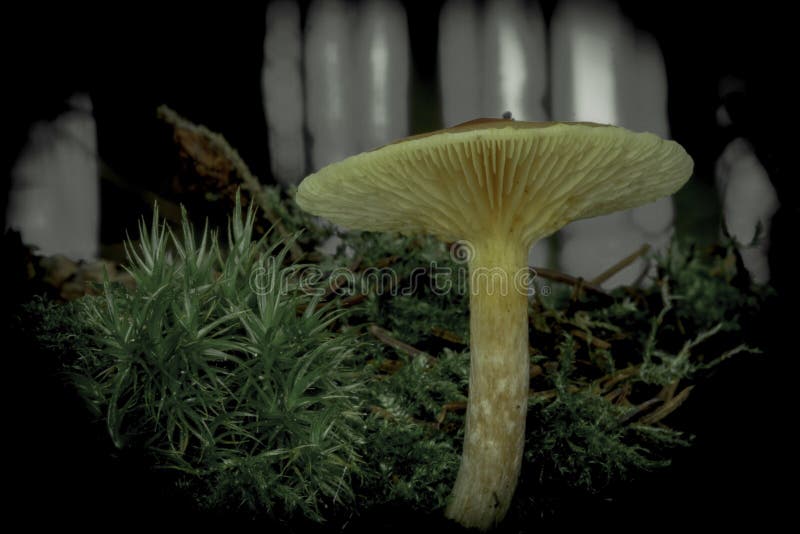 Orange Mushroom in a Pine Forest. Orange Mushroom in Pine Forest stock image