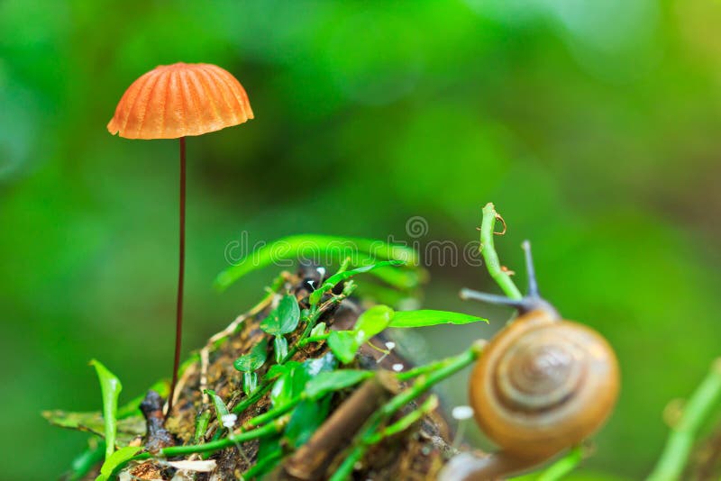 Orange mushroom and snail. Orange mushroom in tropical rain-forest of Thailand stock photos