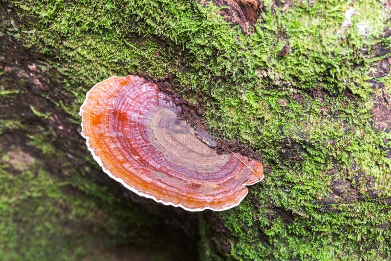 Orange mushroom on the tree royalty free stock photo
