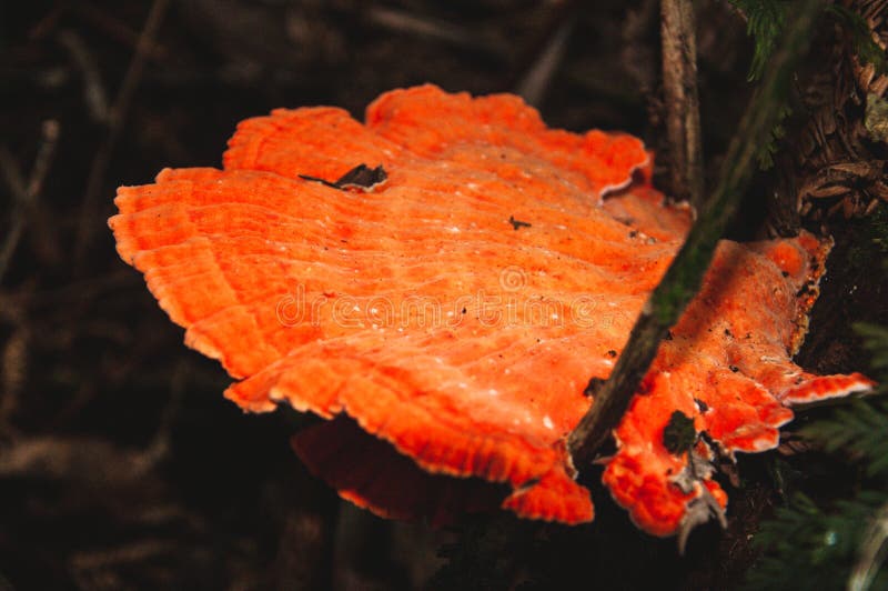 Orange mushroom on tree royalty free stock images
