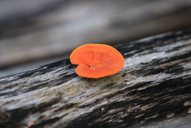 Orange mushroom on a tree trunk royalty free stock photos