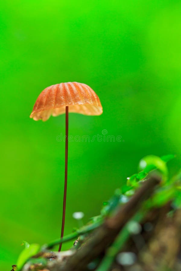 Orange mushroom. In tropical rain-forest of Thailand royalty free stock photos