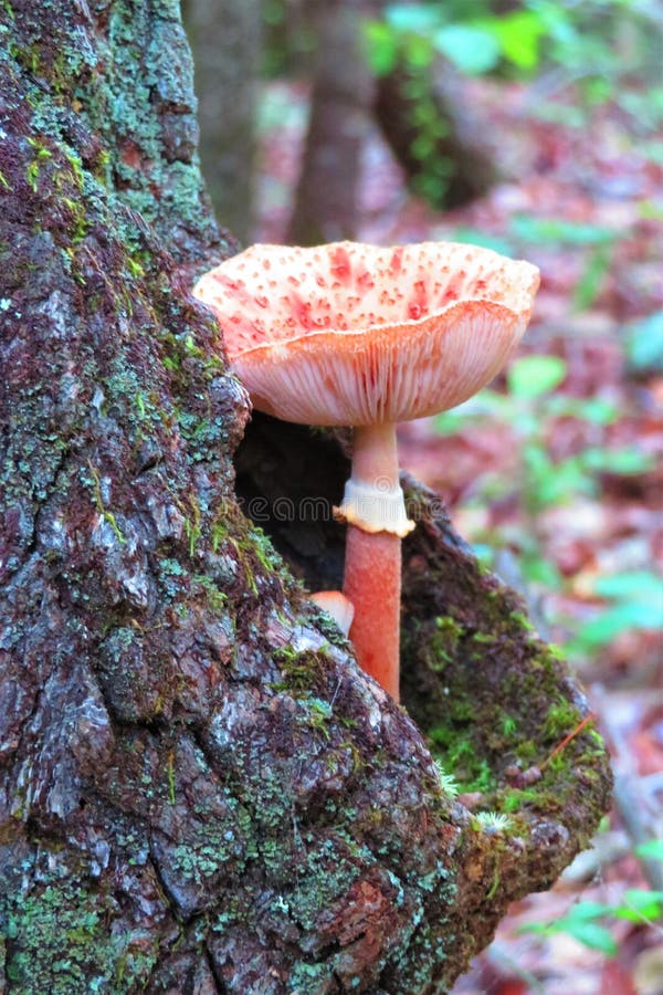 Orange mushroom with upturned cap growing in tree royalty free stock image